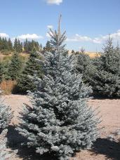 Colorado Spruce